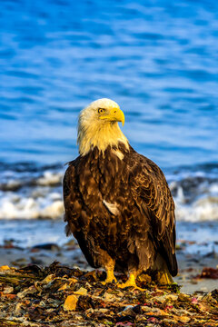 Bald Eagle, Haliaeetus leucocephalus, perched on seaweed along the shore in Cook Inlet.