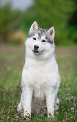 Naklejka na ściany i meble Beautiful gray siberian husky puppy in the park