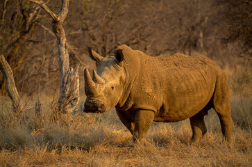 Portrait of a white rhino, Ceratotherium simum.