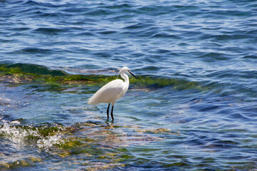 A little egret in the mediterranean sea