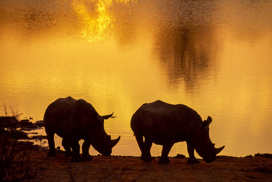 Silhouetted white rhinos grazing at water's edge at twilight.