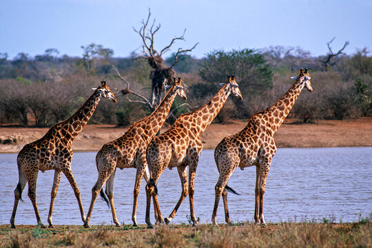Giraffe at Watering Hole, Kruger, South Africa.