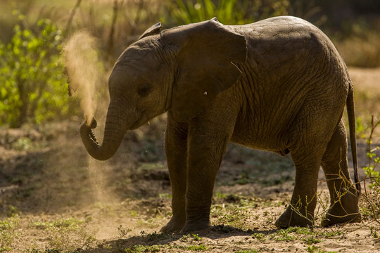 A baby African elephant, Loxodonta africana, tossing dirt.