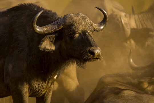 A Cape buffalo squints against blowing dust.