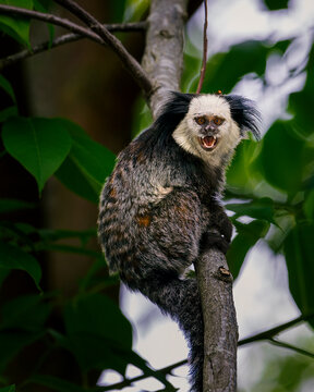 Mico Bilder Durchsuchen 2,199 Archivfotos, und Videos