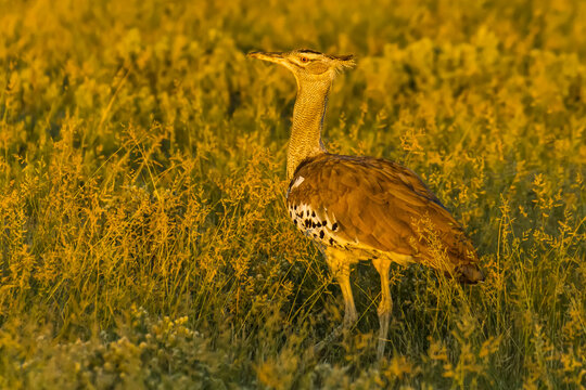 A Kori bustard standing in a field.