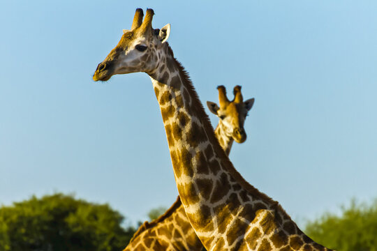 Head and necks of two giraffes.