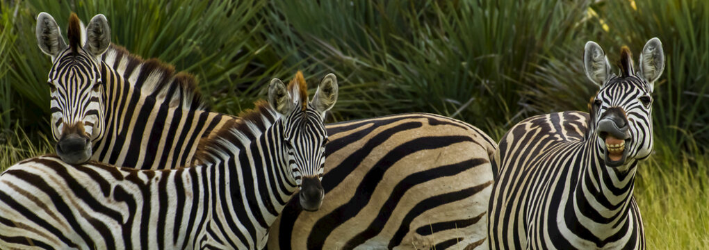 Fototapeta Three Burchell's zebras, one of them showing its teeth.