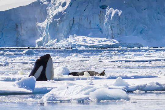 An Orca Whale Surfaces In A Hunt Through Pack Ice.