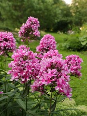 Beautiful pink phlox flowers in a garden as floriculture collection