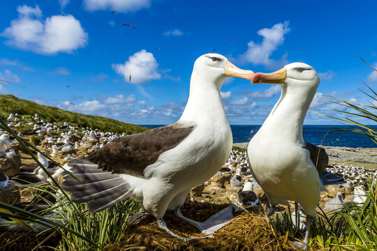 Two Black-browed Albatross exhibiting courtship behavior on Steeple Jason Island in the Falkland Islands.
