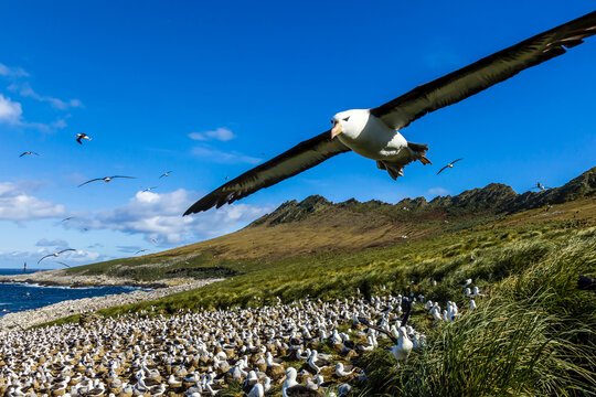 A close up of a Black-browed Albatross in flight on Steeple Jason Island in the Falkland Islands.