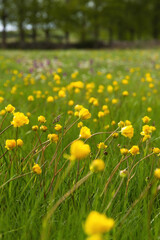 Fototapeta premium Detail of little yellow flowers in meadow with green grass in spring and blur background