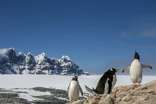 A gentoo penguin, Pygoscelis papua, courtship triangle.