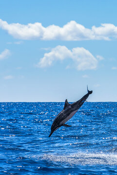 A Hawaiian spinner dolphin leaps over the Pacific Ocean.