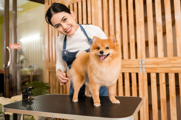 Female professional groomer trimming haircut dog at pet spa grooming salon