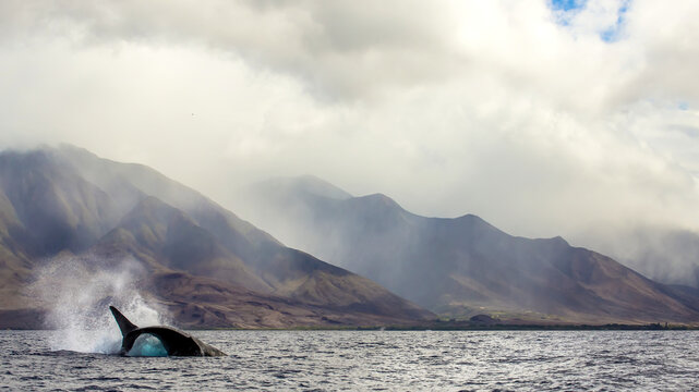 A humpback whale flips its tail in the Pacific Ocean.