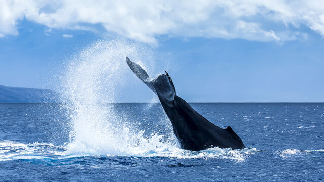 A humpback whale performs a tail throw in the Pacific.