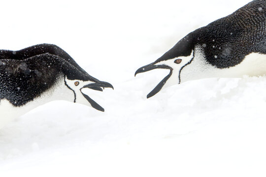 Chinstrap penguins, Pygoscelis antarctica, in a territory squabble.