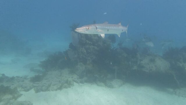 A great Barracuda (Sphyraena barracuda) fish swimming underwater in the Florida Keys, Florida, USA.