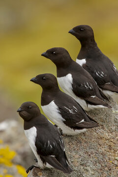 A group of little auks, or dovekies, Alle alle, perched on a rock.