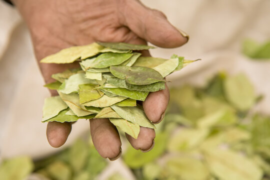 Coca leaves for sale in a man's hand.