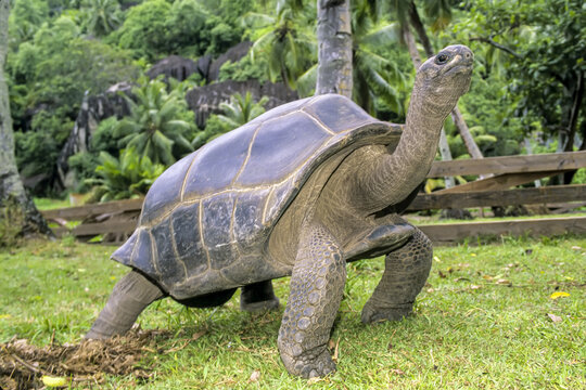 Male endangered giant seychelles tortoise in captive breeding program.