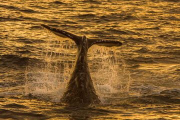 A whale flashes his fluke at sunset.