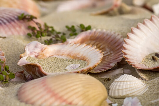 Scallop shells sit on a beach.