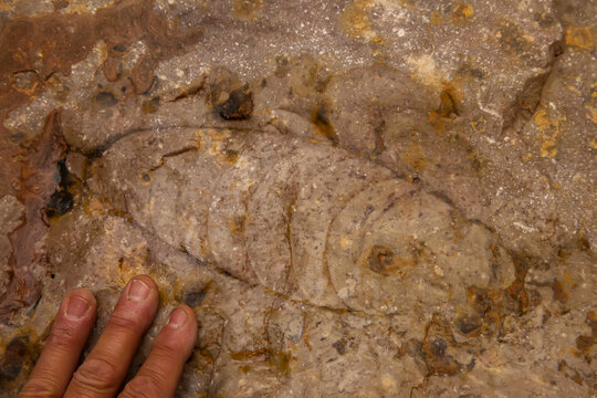 Ammonite fossil in redwall limestone.