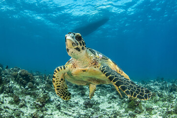Naklejka na ściany i meble Hawksbill sea turtle on the reef