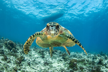 Hawksbill sea turtle on the reef