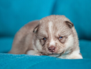 little husky that looks like a wolf