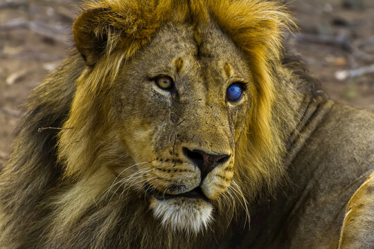 Portrait of a male lion, blind in one eye.