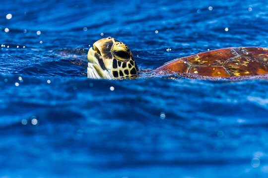 A green sea turtle swims with his head above bright blue water.