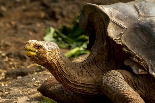 Portrait of Diego, an endangered Espanola tortoise.