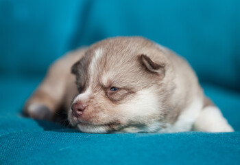 little husky that looks like a wolf