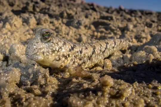 Side view of a Mud Skipper at low tide near Jar Island in the Kimberley Region of Northwest Australia.