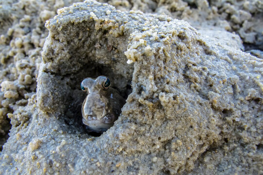 Front view of a Mud Skipper at low tide near Jar Island in the Kimberley Region of Northwest Australia.