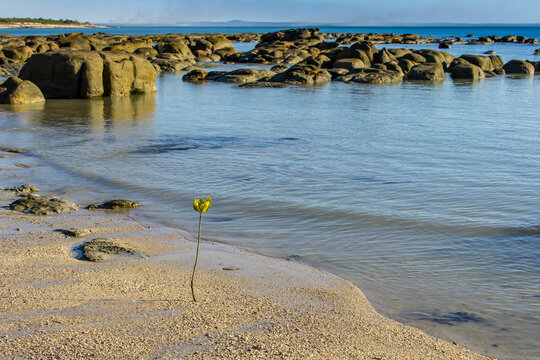 A Red Mangrove Seedling (Rhizophora mangle) grows near Beach Rock on Jar Island in the Kimberley Region of Northwest Australia.