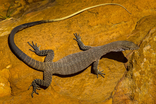 A Mertens's water monitor (Varanus mertensi), known to be threatened by the spread of cane toads, near the King George River in the Kimberley Region of Northwest Australia.