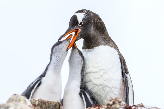 Two Gentoo Penguin chicks with their mother at feeding time in Port Lockroy at British Base A in Antarctica.