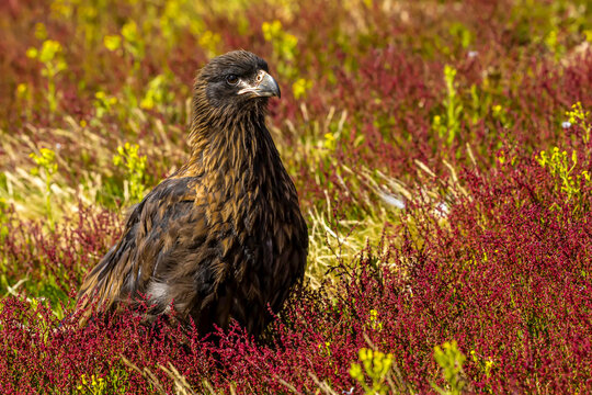 A Striated Caracara or Johnny Rook standing in grass on Steeple Jason Island in the Falkland Islands.
