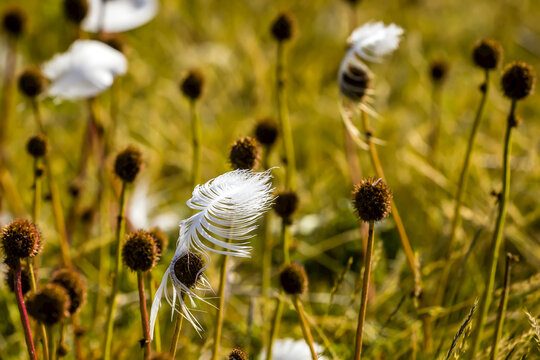 Feathers in the grass on Steeple Jason Island in the Falkland Islands.