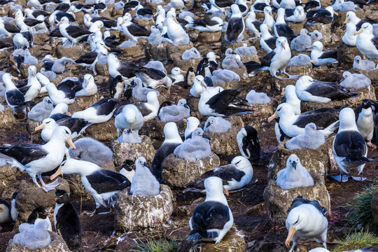 World's largest colony of Black-browed Albatross on Steeple Jason Island in the Falkland Islands.
