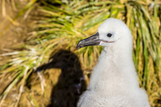 A Black-browed Albatross chick and its shadow on Steeple Jason Island in the Falkland Islands.