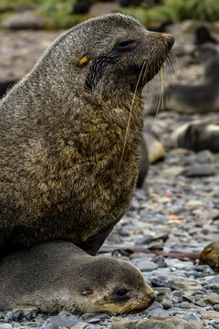 Antarctic Fur Seals exhibiting mating behavior on Prion Island in South Georgia, Antarctica.