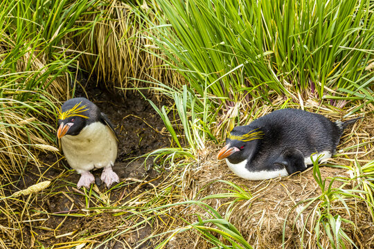 Macaroni Penguins in Tussock grass near Cooper Bay in South Georgia, Antarctica.