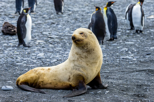 An Antarctic Fur Seal pup experiencing leucism near Cooper Bay in South Georgia, Antarctica.