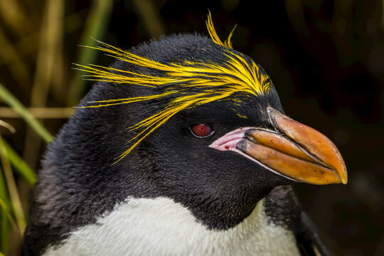 A portrait of a Macaroni Penguin near Cooper Bay in South Georgia, Antarctica.